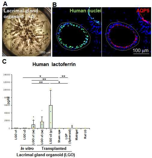 Nothing to cry about: the development of tear duct organoids
