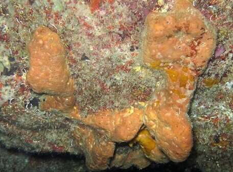 Novel compounds discovered in marine sponge can kill drug-resistant bacteria