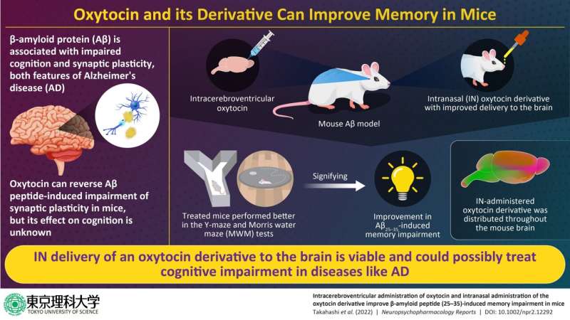 Novel derivative of “love hormone” oxytocin improves cognitive impairment in Alzheimer's