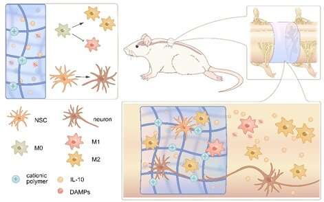 Novel hydrogel promotes neural regeneration after spinal cord injury