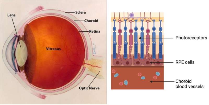 Novel imaging approach reveals important details about rare eye disease choroideremia