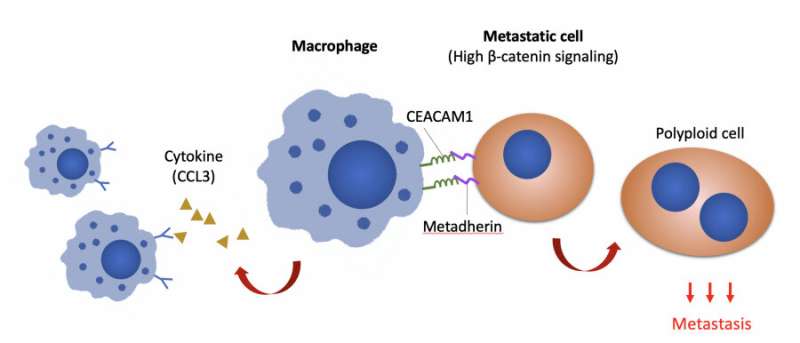 Novel macrophage-mediated mechanism promotes peritoneal metastasis of ovarian cancer