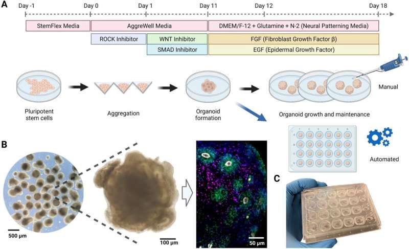 Novel method automates the growth of brain tissue organoids on a chip