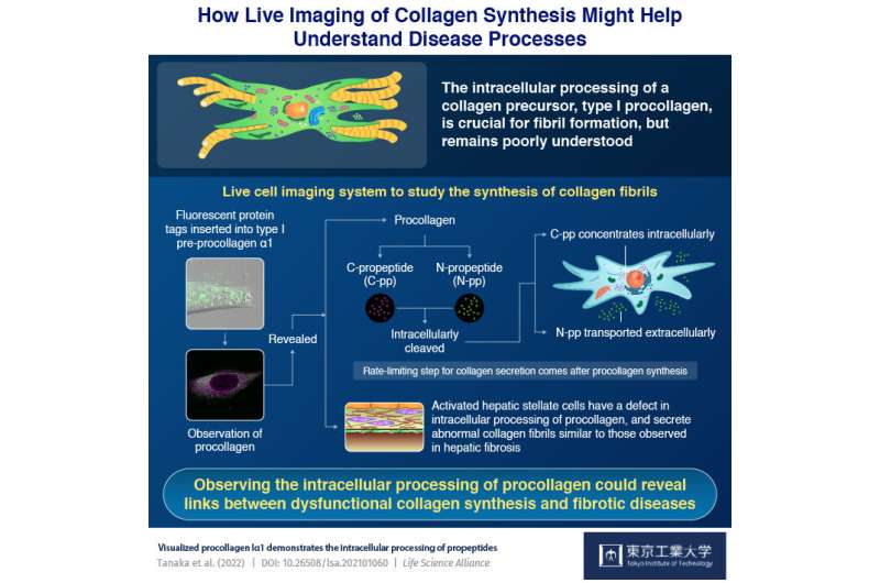 Novel method for real-time live cell imaging of collagen synthesis