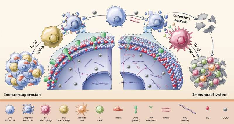Novel nanoparticles deliver innovative cancer chemoimmunotherapy