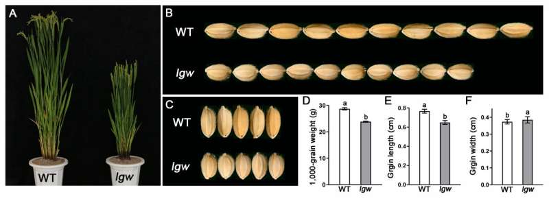 Novel rice mutant 'low grain weight' affects grain size by regulating GW7 expression