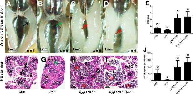 Novel role of progestin signaling in fish spermatogenesis