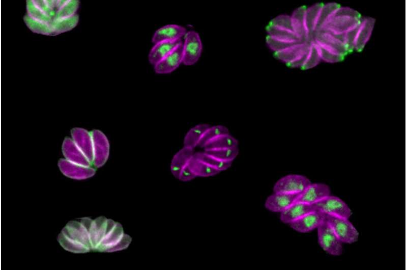 Novel screening approach reveals protein that helps parasites enter and leave their hosts