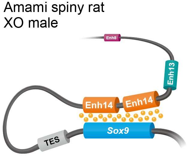 Novel sex-determination mechanism revealed in mammals