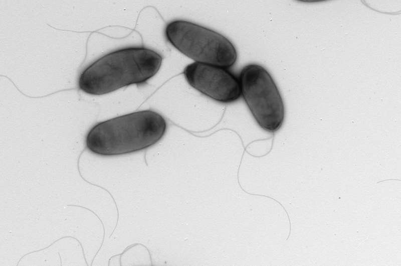 Nuevas especies de bacterias patógenas de la cebolla identificadas en Texas