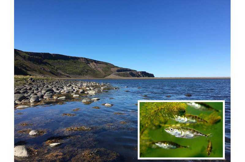 Novel study of small fish in Icelandic waters sheds new light on adaptive change