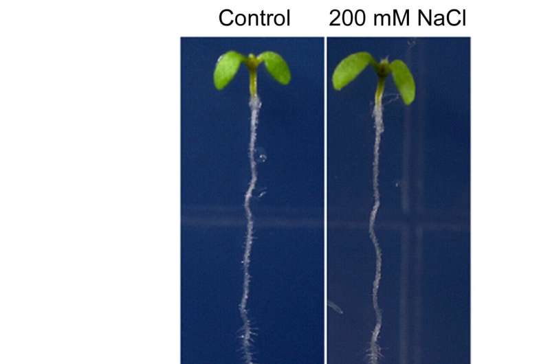 Now we know how plants steer clear of salt