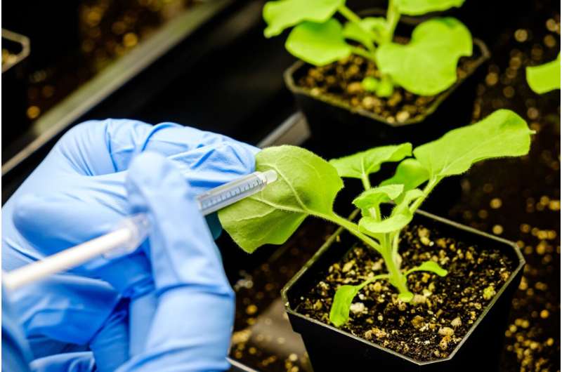 NTU Singapore scientists genetically engineer plants to yield more vegetable oil