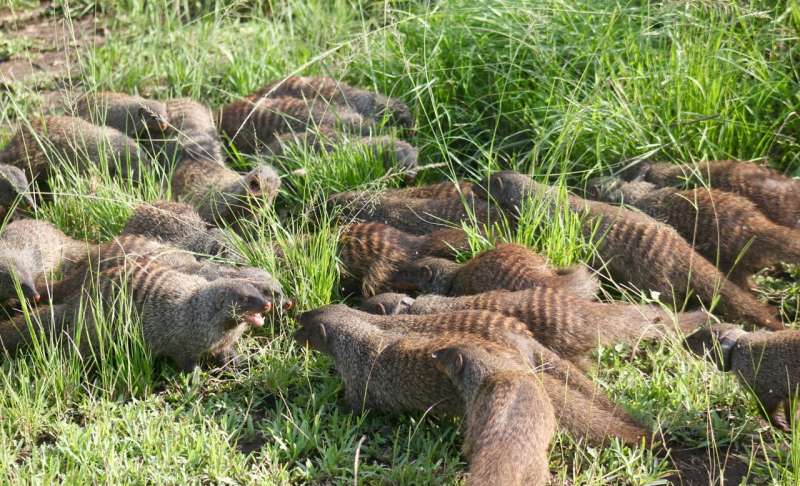 Numbers and experience count in mongoose warfare