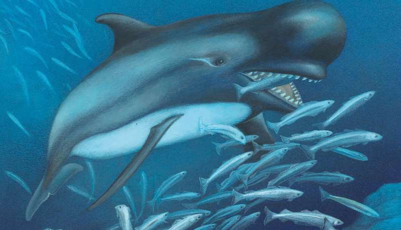 NYITCOM researcher: Early killer whales ate fish — not other marine mammals
