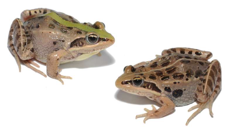 NYU Abu Dhabi researchers uncover groundbreaking insights into the evolution of color patterns in frogs and toads