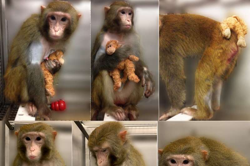 Observations in macaques provide new insights into how mothers form attachments to their newborns