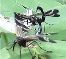 Observing different mating tactics in the Japanese scorpionfly