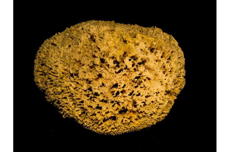 ocean sponge