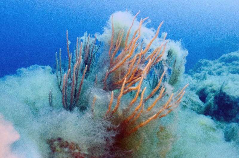 Oceanographers say static marine life such as plants and coral will be worst impacted by ocean heatwaves