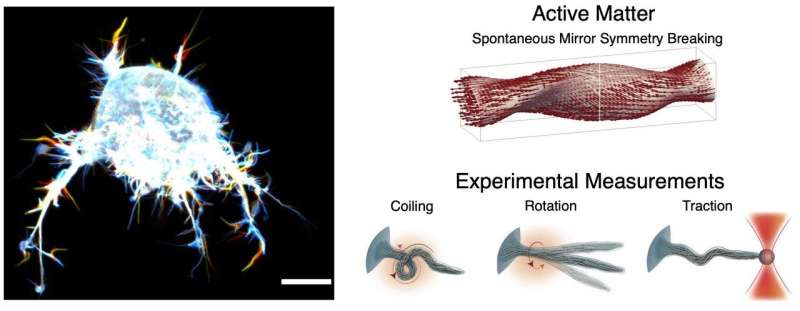 Octopus-like tentacles help cancer cells invade the body