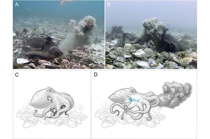 Octopuses caught on video throwing silt and shells around themselves and at each other