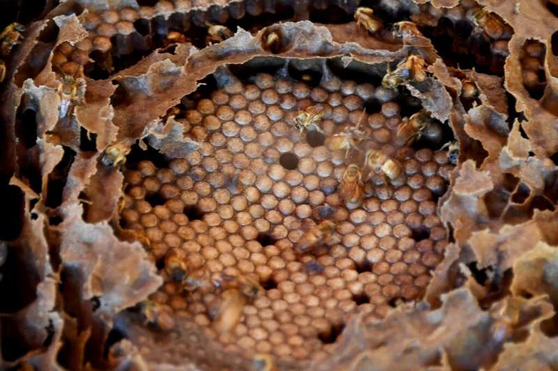Of 550 known stingless bee species in the world, almost half are thought to exist in Brazil