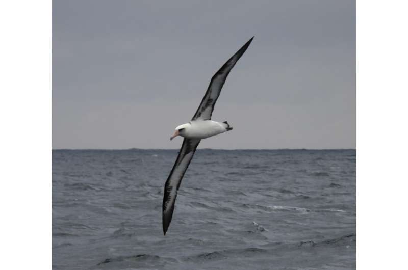 Offshore wind farms may harm seabirds, but scientists see potential for net positive impact