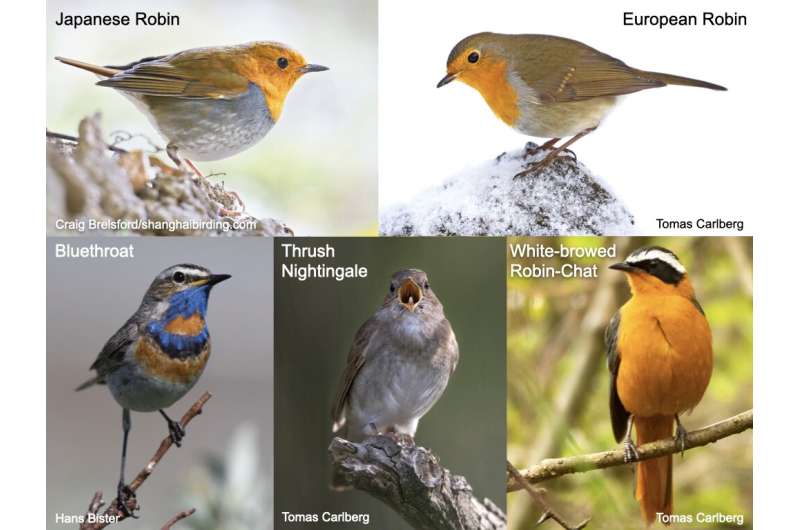 Charted pedigree of Old World flycatchers