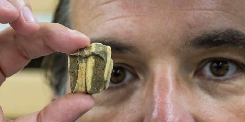 Oldest DNA from domesticated American horse lends credence to shipwreck folklore