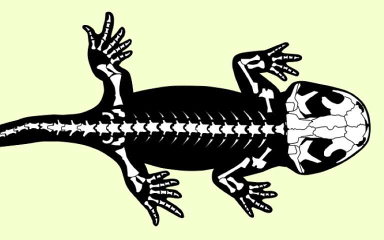 Oldest European salamander fossil, discovered in Scotland, informs amphibian origins