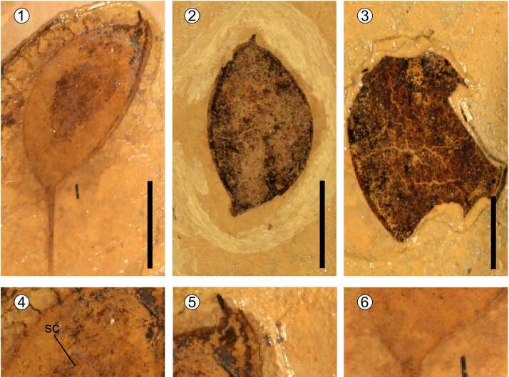 Oldest fossil record of Podocarpium from Tibetan Plateau reported