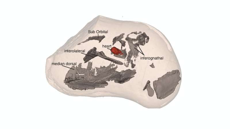 The oldest fossil vertebrate heart ever found tells the story of 380 million years old evolution
