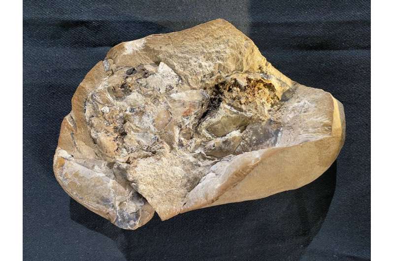 Oldest vertebrate fossil heart ever found tells a 380 million-year-old story of evolution