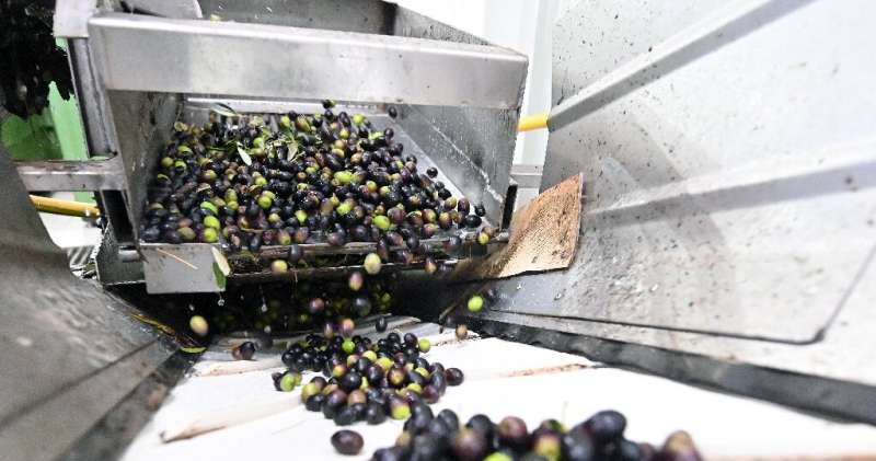 Olive growing has boomed in Bosnia as temperatures rise