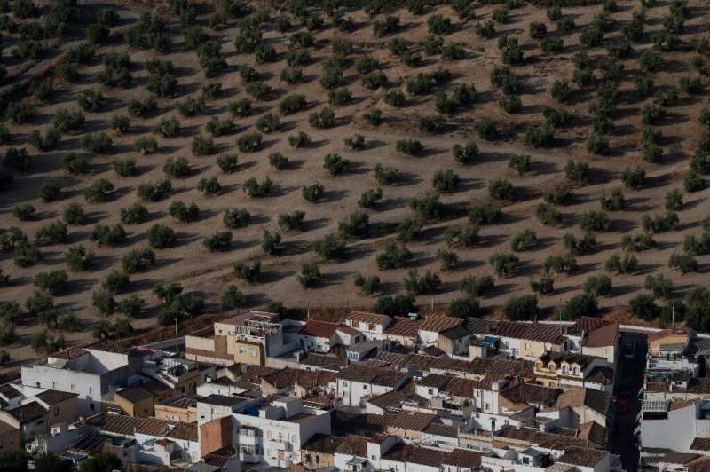 Olive trees cover many hillsides in southern Spain but a severe drought threatens to shrivel this year's harvest
