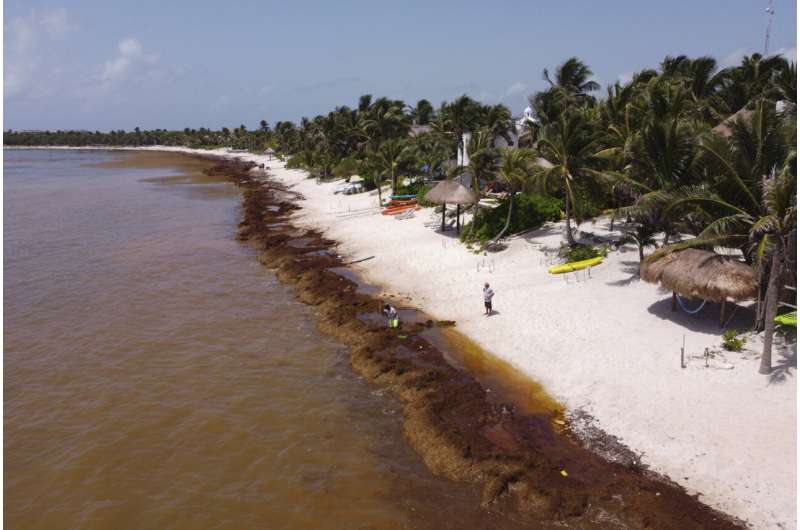 On Mexico's Caribbean coast, mountains of seaweed grow