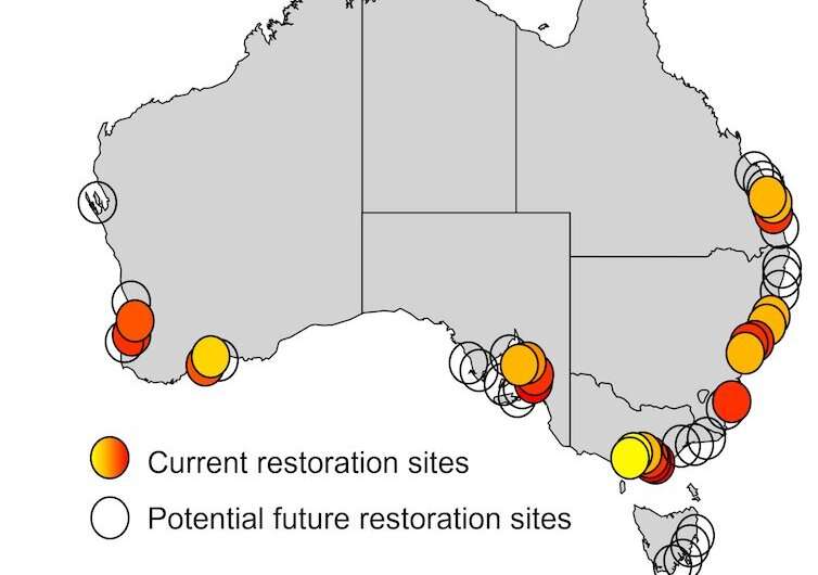 Once the fish factories and ‘kidneys’ of colder seas, Australia’s decimated shellfish reefs are coming back