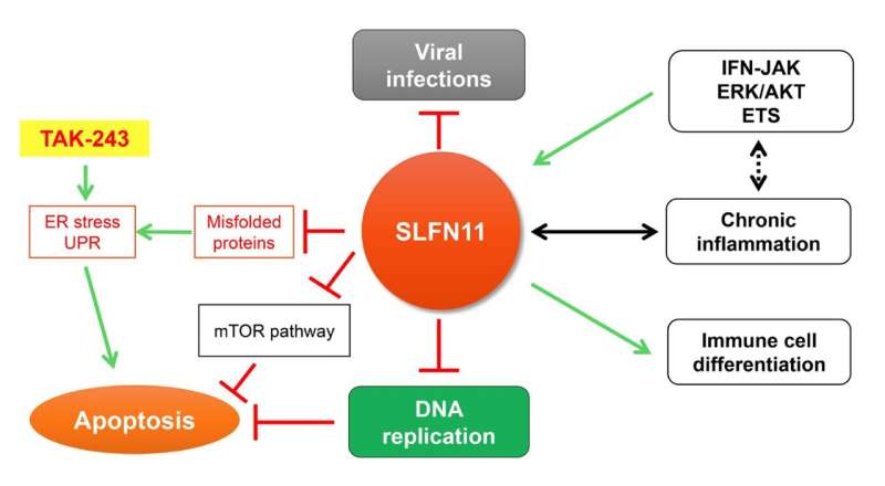 Oncoscience | SLFN11's surveillance role in protein homeostasis