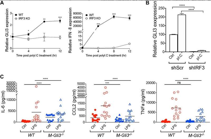 Oncotarget | A novel mechanism of regulation of the oncogenic transcription factor GLI3 by toll-like receptor signaling