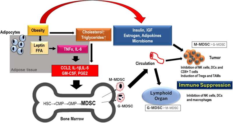 Oncotarget | Myeloid-derived suppressor cells: Cancer, autoimmune diseases, and more