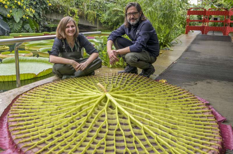 "One of the botanical wonders of the world": Giant waterlily grown at Kew Gardens named new to science