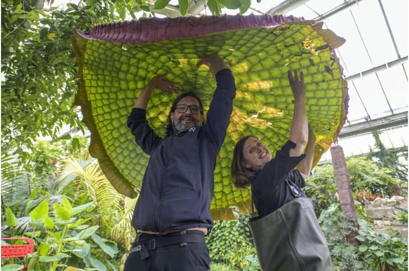 "One of the botanical wonders of the world": Giant waterlily grown at Kew Gardens named new to science