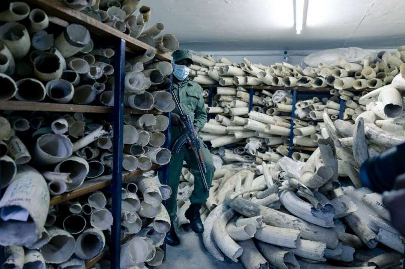 one-off sale of $600 million worth of elephant ivory, kept in a warehouse outside central Harare
