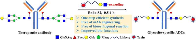 One-step strategy to synthesize site-specific antibody-drug conjugates with LacNAc-based substrates