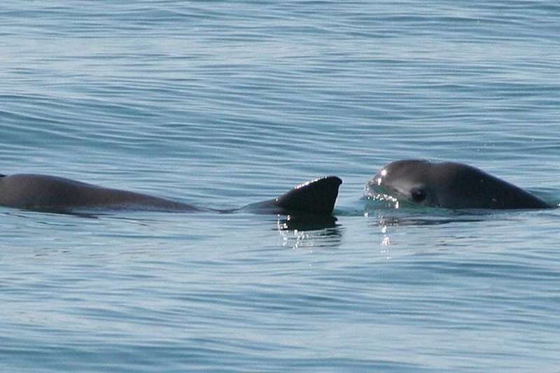 Only 10 vaquita porpoises survive, but species may not be doomed, scientists say
