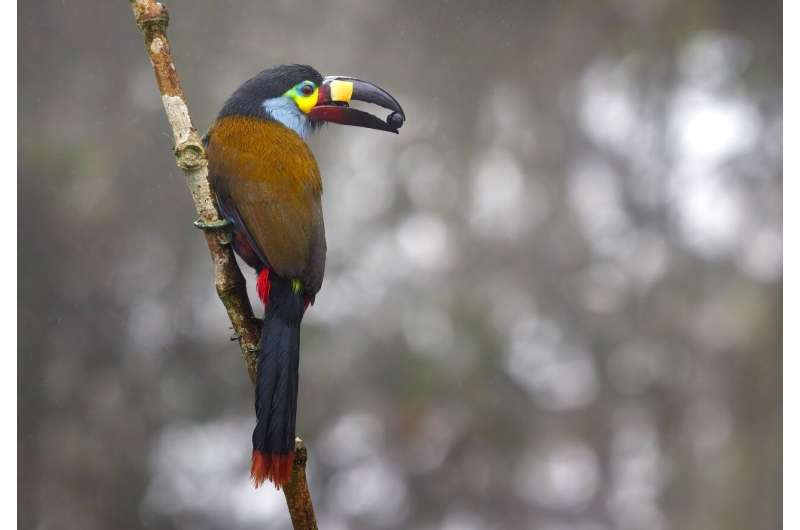 Open wide! What bird beaks say about tropical biodiversity