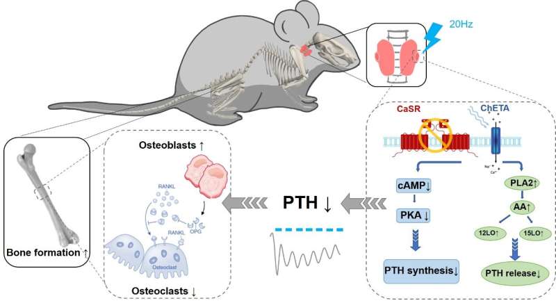 Optogenetic control of parathyroid hormone secretion to prevent bone loss