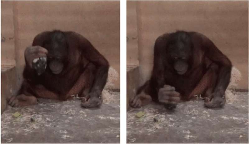 Orangutans instinctively use hammers to strike and sharp stones to cut