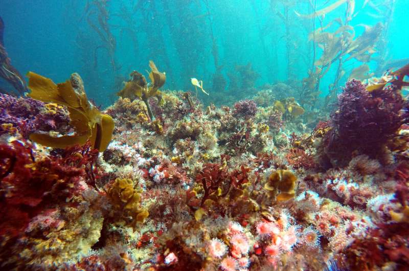 Oregon State research uncovers key insight for restoration of globally important kelp forests